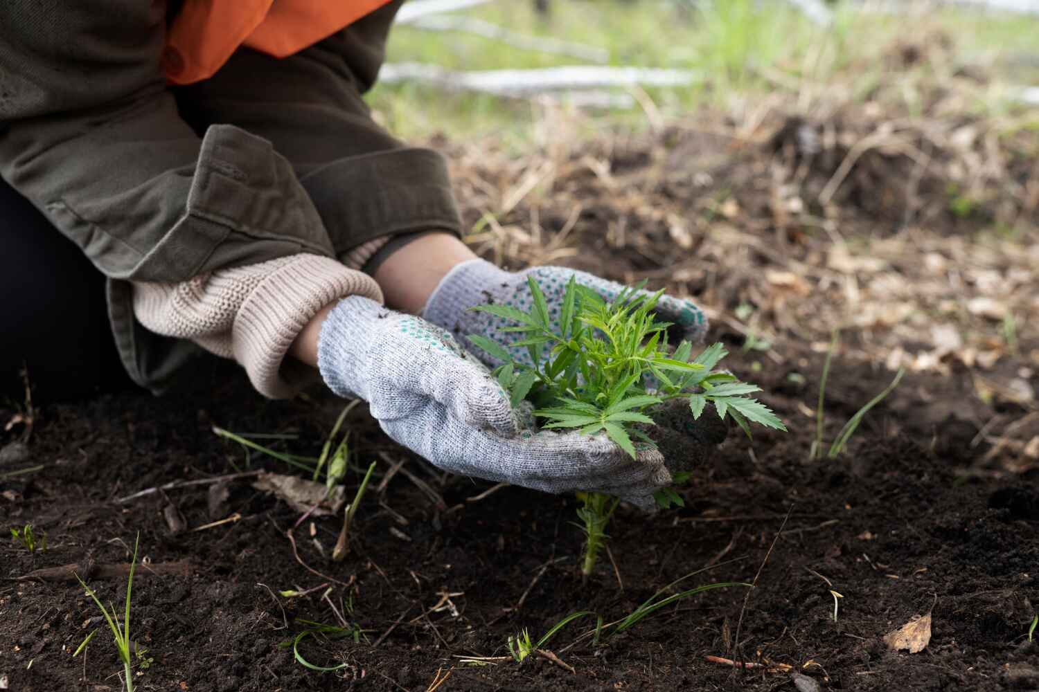 Best Local Tree Services  in Cherry Hills Village, CO